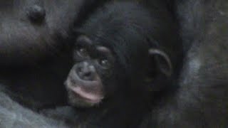 カズミと生後30日目の赤ちゃんチンパンジー⑭ Kazumi \u0026 baby 30 day old chimpanzee