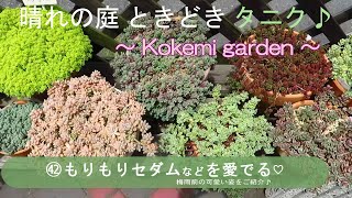 【多肉植物】㊷もりもりセダムなどを愛でる♡