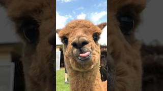 'Alpaca'-ble facts : Llamas vs Alpacas #animalshorts #llama #alpaca #pets