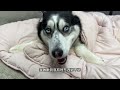 二哈學人睡覺蓋被子，當主人強行掀開被子後，你們都憋住別笑husky learns to sleep with a blanket the reason is...【马桶的逗比狗生】