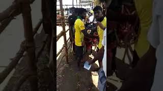 Senthrapatti muthamil mandram jallikattu(5)