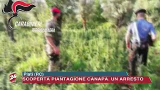 Platì (RC):  Scoperta una piantagione di canapa.  Un arresto