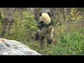 2022 4 17 ママにべったりのシャオシャオ　ひとりで寛ぐレイレイ　giant panda xiao xiao u0026 rei rei shin shin