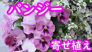 【寄せ植え】パンジーの豪華な寄せ植え　ギャザリング