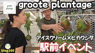 【食欲×植欲】アイスクリームのイベントでビカクシダ見てきました🍦