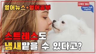 영어뉴스: 스트레스도 냄새맡을 수 있다고? (한영대역)