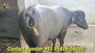 Murrah Bull for sale, ਮੁਰਾਹ ਝੋਟਾ ਵਿਕਾਊ