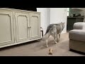 husky plays dead then pretends to be a guard dog l arya showing off her stubborn and sassy side