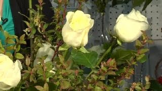 Funeral Flower Recommendations With White Roses : Floral Tips \u0026 Ideas