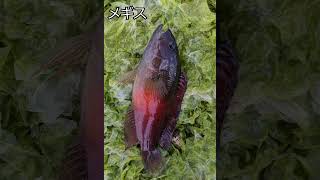 沖縄で釣れる魚　Do you know this fish?