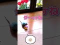 【おしゃべりインコ　ジャンケン　グー】 おしゃべりインコ　 かわいいインコ　 shorts　 インコ　 犬と鳥