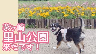 【愛犬Reyちゃん日記186】茅ヶ崎里山公園にお散歩　牛タン良助