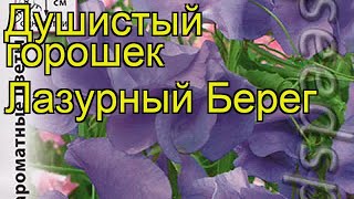 Душистый горошек душистый Лазурный Берег. Краткий обзор, описание характеристик lathyrus odoratus