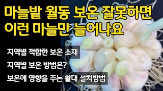 마늘밭 양파밭 월동 보온 잘못하면 이런 마늘만 늘어나요