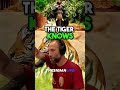 why tigers are the real kings of the jungle joe rogan joerogan jre tiger