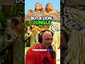 why tigers are the real kings of the jungle joe rogan joerogan jre tiger