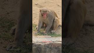 Danger Monkey | #monkey #dog #youtubeshorts #shortsfeed #animal #trending #viral #shortsvideo
