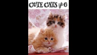 CUTE CATS #6 #Shorts