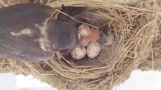 20160716 ツバメの子育て 最初の卵がかえりました