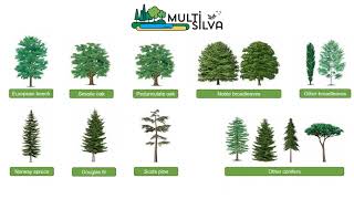 [PROJECT] Multisilva®: a decision support system for multifunctional forest management | 2022