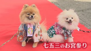 「かわいくてしょうがない」犬が着物で七五三　“千歳”菓子も?!　ペットのハレ姿【新潟発】