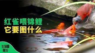 罕见画面：红雀在池边给锦鲤喂食，它是出于好心还是别有居心？