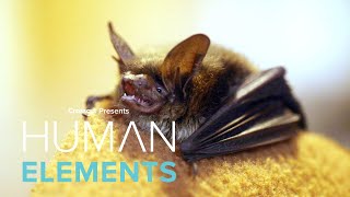 Protecting Washington's Bat Population | Human Elements