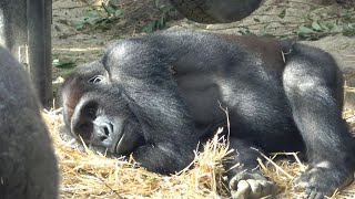 Gorilla★ GENTARO is concerned for KINTARO's safety and watches over him. 🅷🅾🆃 KyotoZoo