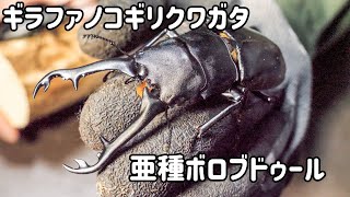 ジャワ島に生息するギラファノコギリクワガタの亜種ボロブドゥールを掘り出した結果･･･