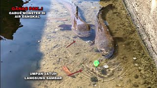 Ganas..! Sambaran Ikan Gabus Monster Di Air Dangkal Umpan Jatuh Langsung Sambar