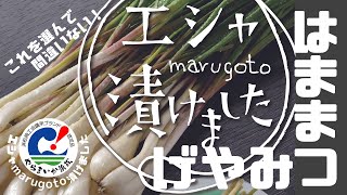 【浜松地域ブランド やらまいか】エシャmarugoto漬けました/(株)丸憲