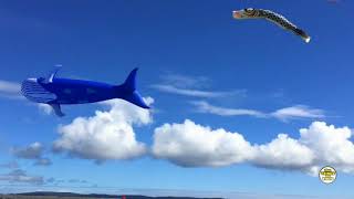 FLOATING WHALE ( KITE ) - THE THINGS ON VIDEO