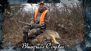 2 Awesome Coyote Hunts!