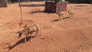 Gadag Binkadakatti Zoo