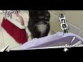 【小黑猫警长日记37】铲屎官爸爸好辛苦！