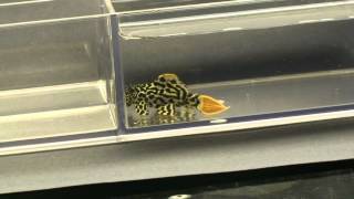 Near Black and White Cactus Pleco (L600)