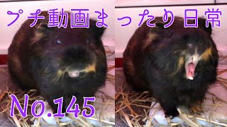 【モルモット】プチ動画 まったり日常 No.145 Relaxed daily life【kawaii guineapig】