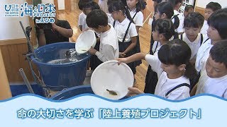 小学生によるヒラメの養殖 日本財団 海と日本PROJECT in えひめ 2018 #28