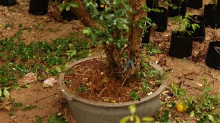 Matidori (Acerola)