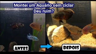 Aquário sem ciclar com peixes no primeiro dia é possível?