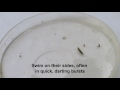 A guide to freshwater inverts - Gammarus