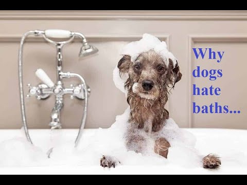 Why do Yorkies hate baths?