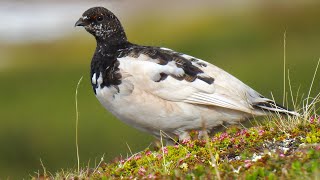 Rock Ptarmigan Call. Alpenschneehuhn Ruf. Lagopède alpin chant. Fjällripa läte. Fjellrype lyd.