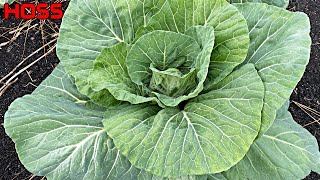 WHICH VARIETIES GROW THE BIGGEST CABBAGE HEADS?