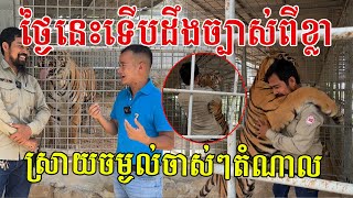 ទើបដឹងច្បាស់ពីសត្វខ្លា ស្រាយចម្ងល់ចាស់ៗថាតំណាល អបអរសារទរសួនសត្វអ្នកឧកញ៉ា ម៉ុង ឫទ្ធីអាចបង្កាត់ពូជខ្លា