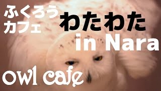 フクロウカフェわたわた owl cafe watawata (Nara in Japan)