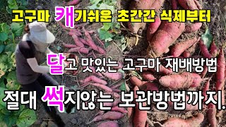 고구마 보관법 1년내내 썩지않게 고구마 보관방법 비닐멀칭없이 고구마 식재방법부터 고구마수확방법  고구마저장 방법까지 총정리