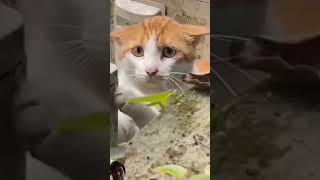 Hungry Kitten: A Heartbreaking Cry#HungryKitten #SadKitty #AnimalWelfare #HelpTheCats #SaveTheCats