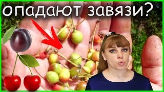 Почему опадают завязи у ВИШНИ и СЛИВЫ Как уберечь плоды?