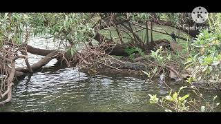 ರಂಗನತಿಟ್ಟು ಪಕ್ಷಿಧಾಮ ಶ್ರೀರಂಗಪಟ್ಟಣ Bird Sanctuary ranganathittu@rerangapatna